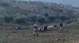 Kilis'te Kaybolan 14 Küçükbaş Hayvan Jandarma Tarafından Bulundu