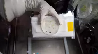 Ege Üniversitesi, astronot Alper Gezeravcı'nın uzayda yaptığı deneyin sonuçlarını paylaştı