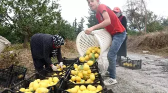 Hatay'da Narenciye Üreticilerine Destek Projesi Başlatıldı