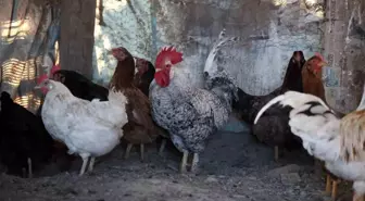 Horoz, kesilmek üzereyken 'Anne' diye bağırdı