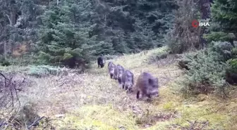 Annelerinin önüne kattığı domuz yavruları fotokapana yakalandı