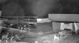 Edirne'de dondurucu soğukta yiyecek bulamayan kurtlar köylere inerek 10 koyunu telef etti