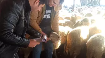 Kırklareli'nde küçükbaş hayvanlar brusella hastalığına karşı aşılanıyor