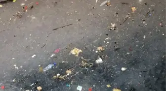 Marmara Denizi'nde Binlerce Denizanası Görüntülendi