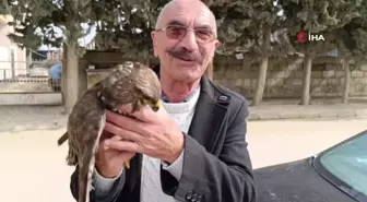 Yaralı bulunan kızıl şahin tedavi altına alındı
