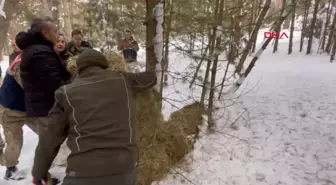 Ardağan'da Kar Altında Kalan Yaban Hayvanlarına Yem Bırakıldı