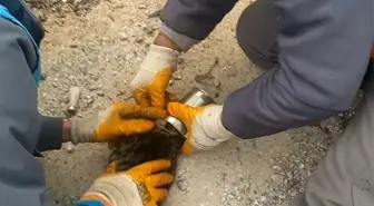 Alanya'da kafası konserve kutusuna sıkışan kedi kurtarıldı