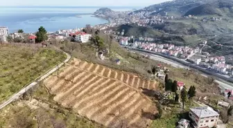 Giresun'da Fındık Bahçeleri Yenileniyor