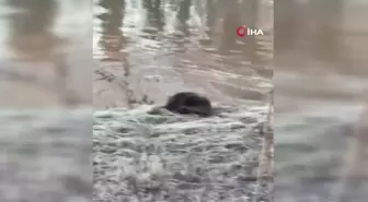 Nadir Görülen Su Samurları Bir Arada Görüntülendi