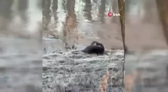 Nadir Görülen Su Samurları Bir Arada Görüntülendi