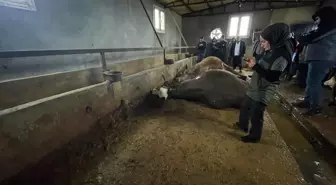 Şanlıurfa'da Yıldırım İsabet Etti: 3 Büyükbaş Hayvan Telef Oldu