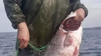 Sinop'ta 15 Kilogramlık Levrek Yakalandı