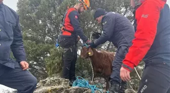 Bilecik'te Kayalıklarda Mahsur Kalan 2 Küçükbaş Hayvan Kurtarıldı