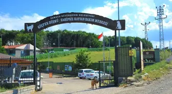 Samsun Büyükşehir Belediyesi Güçten Düşmüş Hayvanları Sahiplendiriyor