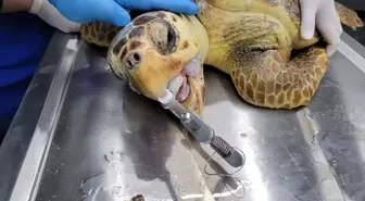 Yaralı Caretta Caretta Tedavi Edildikten Sonra Denize Bırakıldı