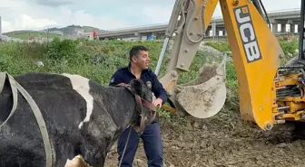 Antakya'da Su Kanalına Düşen İnek İtfaiye Tarafından Kurtarıldı