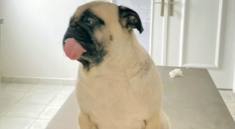Köpeğin idrar kesesinin yüzde 90'ı taşlarla kaplandı
