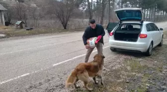 Tokat'ta Polis Memuru Sahipsiz Hayvanlara Mama Dağıtıyor