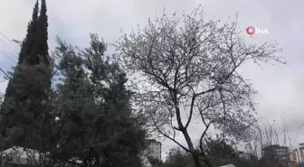 Şubat Ayında Çiçek Açan Badem Ağacı Vatandaşları Şaşırttı