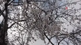Şubat ayında çiçek açan badem ağacı vatandaşları şaşırttı