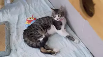 Beşiktaş Belediyesi, şiddete uğrayan kedilere özel bakım ve tedavi uyguluyor