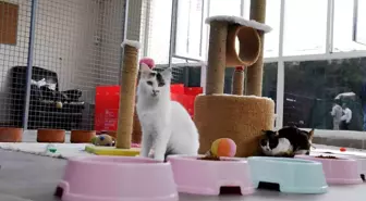 Beşiktaş Belediyesi Engelli Kedi Ünitesi ile Şiddete Uğrayan Kedilere Sahip Çıkıyor