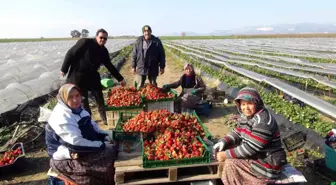 Mersin Silifke'de Çilek Hasadı Başladı