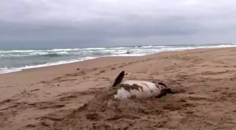 Şile'de Zıpkınla Vurulmuş Ölü Yunus Balığı Kıyıya Vurdu