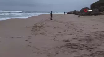 Şile'de ölü yunus sahile vurdu