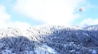 Beyaza bürünen Ilgaz Dağı'nın eteklerindeki yaylalarda kartpostallık görüntüler ortaya çıktı