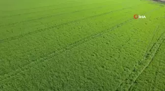 Adana'da Buğday Verimi Artıyor