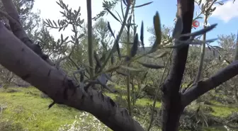 Foça'da zeytin ağaçlarında budama başladı