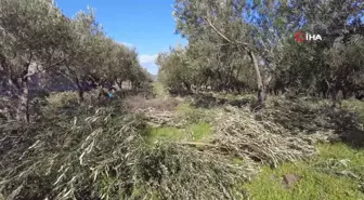 Foça'da zeytin ağaçlarında budama başladı