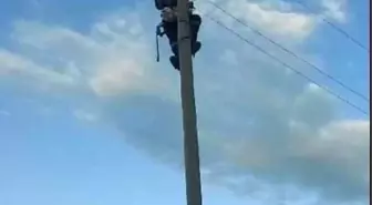 Kars'ta elektrik direğinde mahsur kalan kedi kurtarıldı