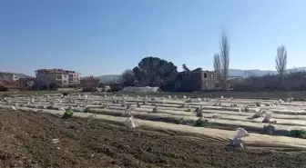 Selendi'de Tütün Üreticileri Yoğun Çalışmaya Başladı