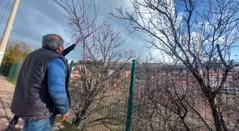 Tunceli'de Badem Ağaçları Erken Çiçek Açtı