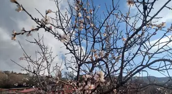 Tunceli'de badem ağaçları mevsim normallerinin üzerinde çiçek açtı