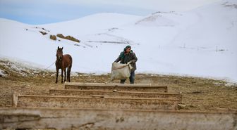 Van'ın Muradiye ilçesinde kışları boşaltılan mahallede hayvanlarına bakmak için yaşayan çift