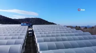 Bilecik'te 45 Milyon Kök Marul Hasadı Yapılıyor