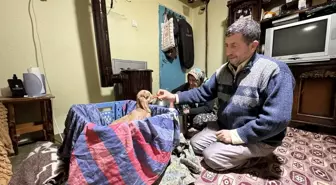 Burdur'da Oğlağı Bebek Gibi Büyüten Çift