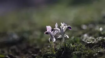 Gaziantep'te Baharın Gelişiyle Çiçekler Görüntülendi