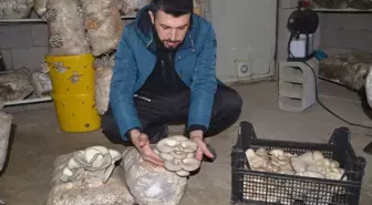 Yüksekova'da Girişimci Evini İstiridye Mantarı Üretim Tesisi Yaptı