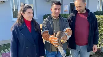 Salihli'de yaralı bulunan şahin koruma altına alındı
