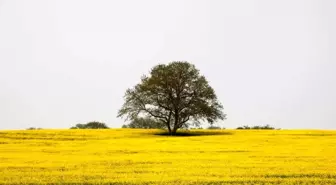 Samsun'da Tarım ve Hayvancılık Projeleri Hayata Geçiriliyor