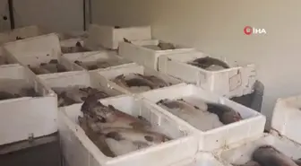 Tunceli'de nakil ve sevk belgesi olmayan 450 kilo somon imha edildi