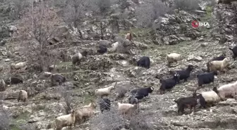 Uludere'nin bu köyünde kar fazla yağmayınca köylüler hayvanlarını erken dağa çıkardı