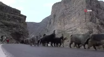 Uludere'de kar eksikliği nedeniyle hayvanlar erken dağa çıkarıldı
