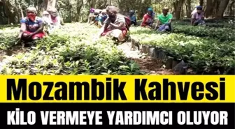 2023'ün Trendi Mozambik Kahvesi