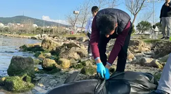 Kepez sahilinde ölü yavru yunus bulundu