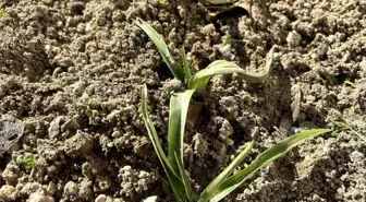 Afyonkarahisar İhsaniye İlçe Tarım ve Orman Müdürlüğü Salep Ekimi Gerçekleştirdi